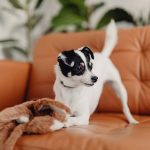 Dog-friendly day trips summer months